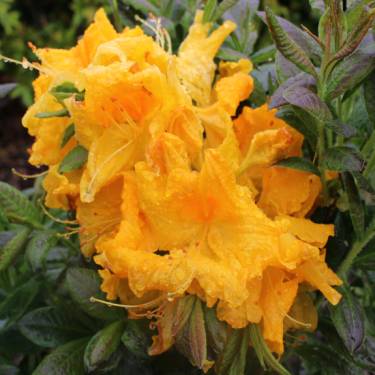 Azalea dec 'Orange Glow'