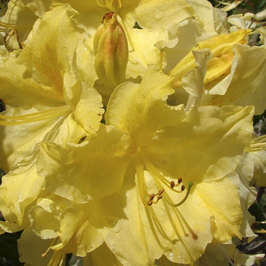 Azalea dec 'Wryneck'