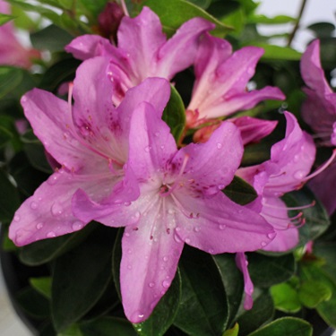 Azalea 'Easter Bonnet'