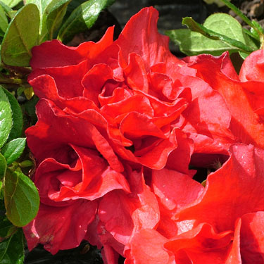 Azalea 'Fire Bird'