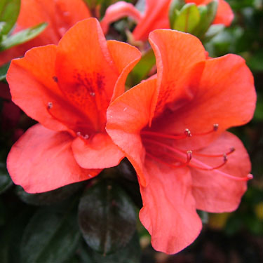 Azalea 'Fire Tower'