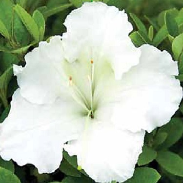 Azalea 'Gumpo White'