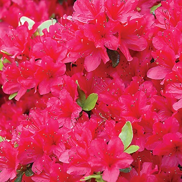 Azalea 'Hino Crimson'