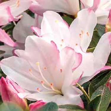 Azalea 'Honey Bunch'