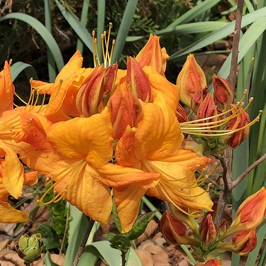 Azalea dec 'Klondyke'