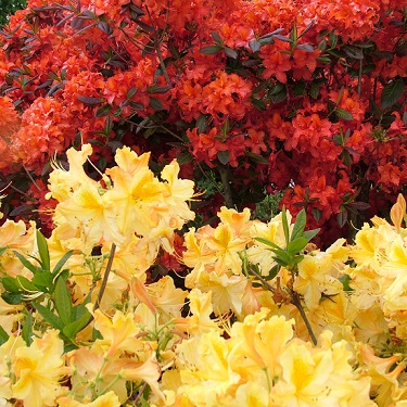 Azalea deciduous assorted