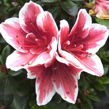 Azalea 'Mrs Gerard Kint'