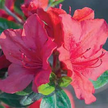 Azalea 'Mrs Kint Red'