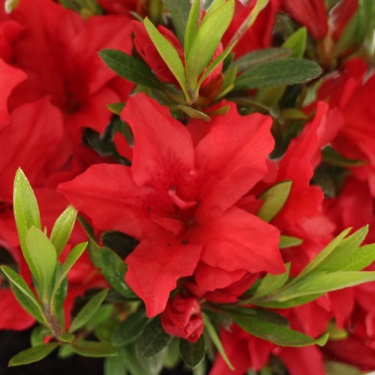 Azalea 'Petra Red'