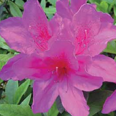 Azalea 'Purple Glitters'