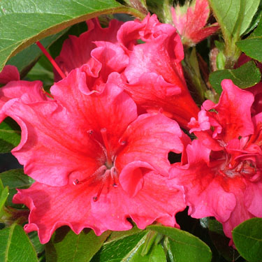 Azalea 'Red Wings'