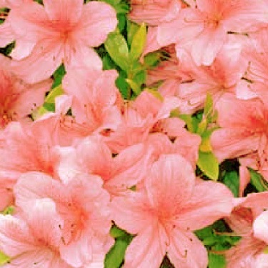 Azalea 'Salmonea'