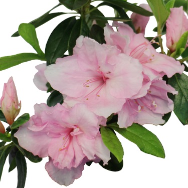 Azalea 'Silver Anniversary'