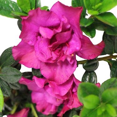 Azalea 'Violacea'