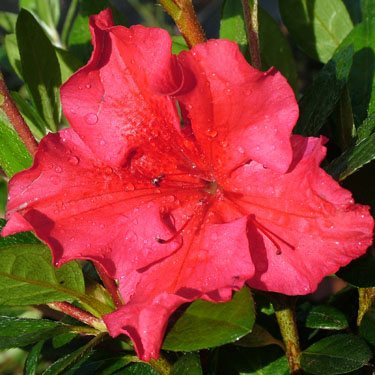 Azalea 'Vuyk's Scarlet'