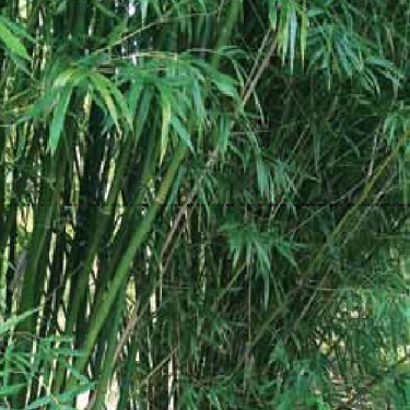 Bambusa textilis 'Gracillis