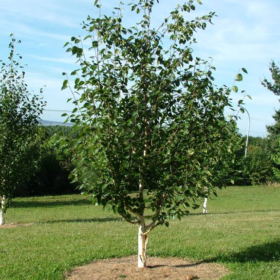 Betula utilis var. jacquemontii 'Dazzler'