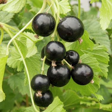 Blackcurrant 'Sugar Loaf'