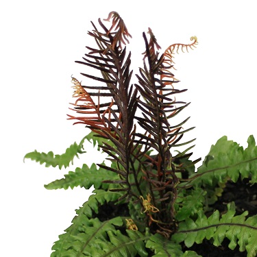 Blechnum chambersii