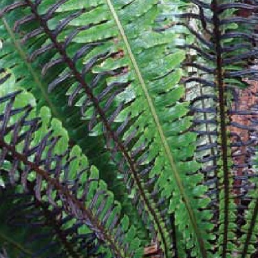 Blechnum discolour