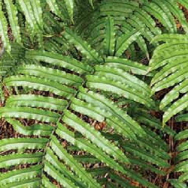 Blechnum novae-zelandiae