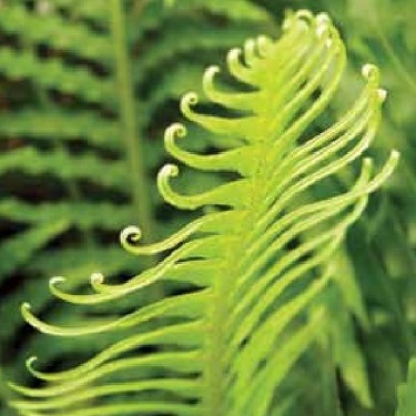 Blechnum 'Silver Lady'