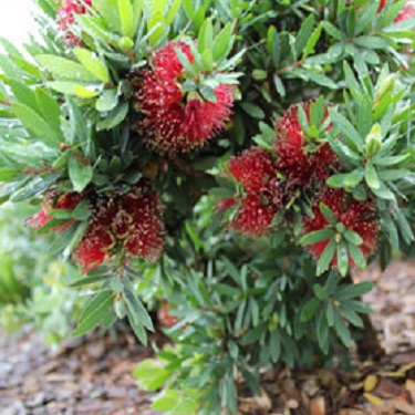 Callistemon 'Better John'