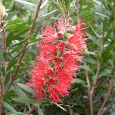 Callistemon 'Red Clusters'