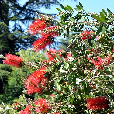 Callistemon 'Slim'