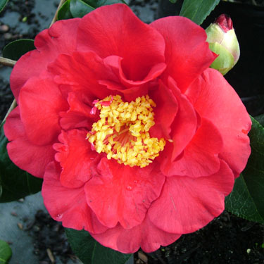 Camellia 'Alfons'