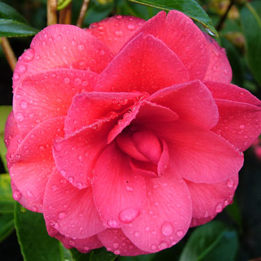 Camellia 'Black Lace'