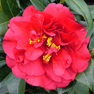 Camellia 'Bob Hope'