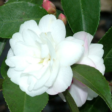 Camellia 'Cinnamon Cindy'
