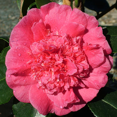 Camellia 'Dona Herzilia'