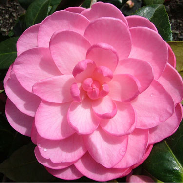 Camellia 'Dream Boat'