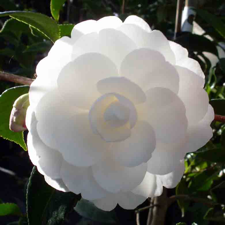 Camellia 'Early Pearly'