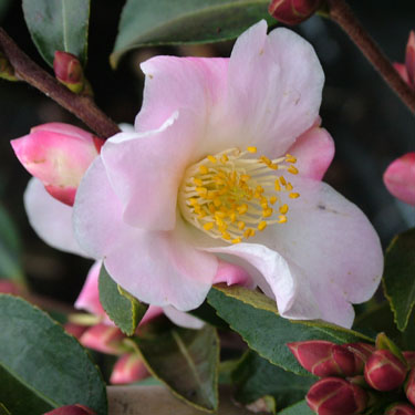 Camellia 'Fairy Blush'