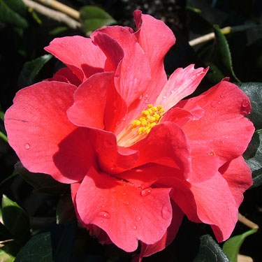 Camellia 'Freedom Bell'