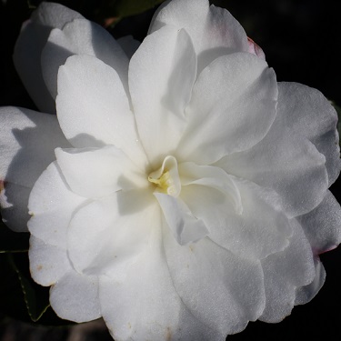 Camellia 'Fuji No Yuki'