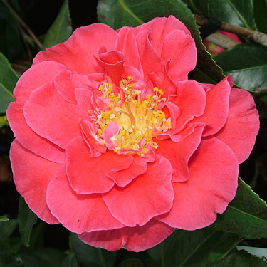 Camellia 'Guilio Nuccio'