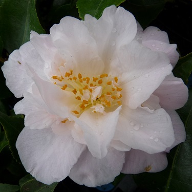 Camellia 'High Fragrance'