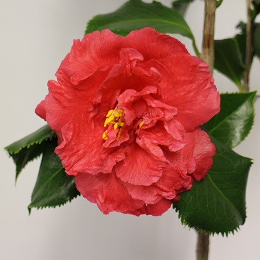 Camellia 'Holly Bright'