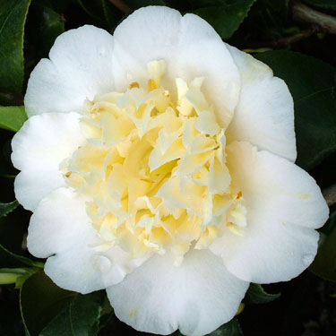 Camellia 'Jury's Yellow'