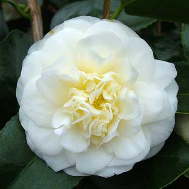 Camellia 'Lemon Drop'