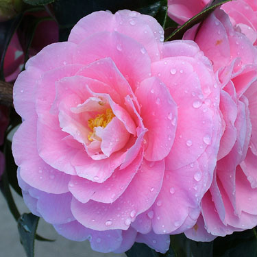 Camellia 'Lovely Lady'