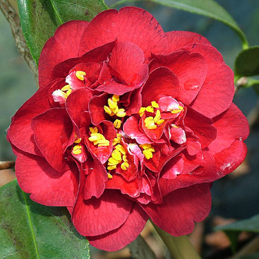 Camellia 'Maroon & Gold'