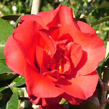 Camellia 'Midnight'