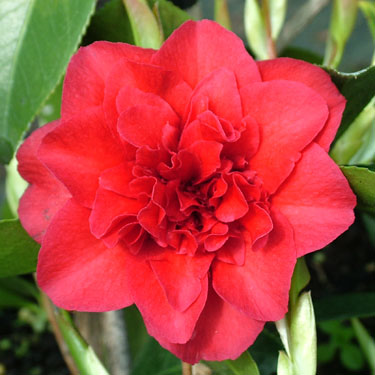 Camellia 'Midnight Magic'
