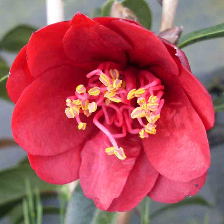 Camellia 'Night Rider'