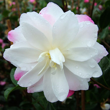 Camellia 'Paradise Blush'